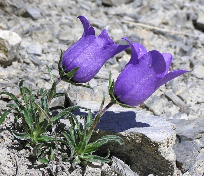 Campanula alpestris / Campanula occidentale